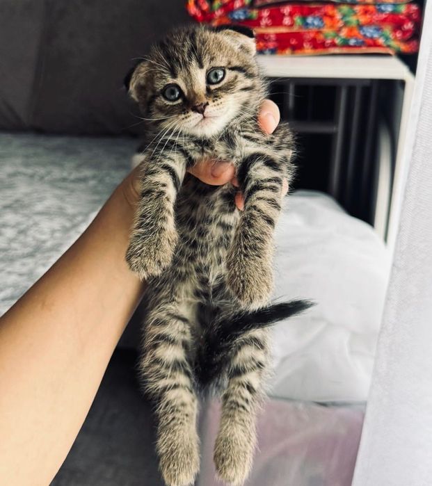 Шотландская вислоухая