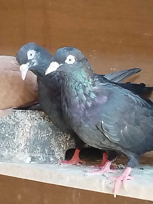 Пазарджишки гълъби