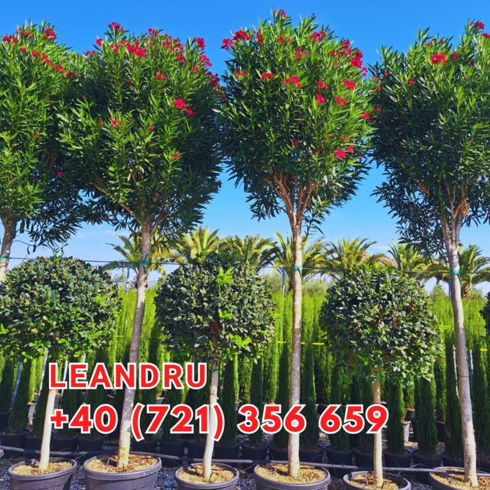 Tuia brazi maslini pom-pom spirale bosai cedru mesteacan magnoli pini