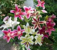 Bulbi Crini oriental - flori parfumate