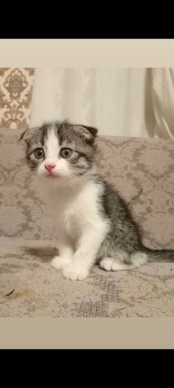 Котёнок 2 месяца
