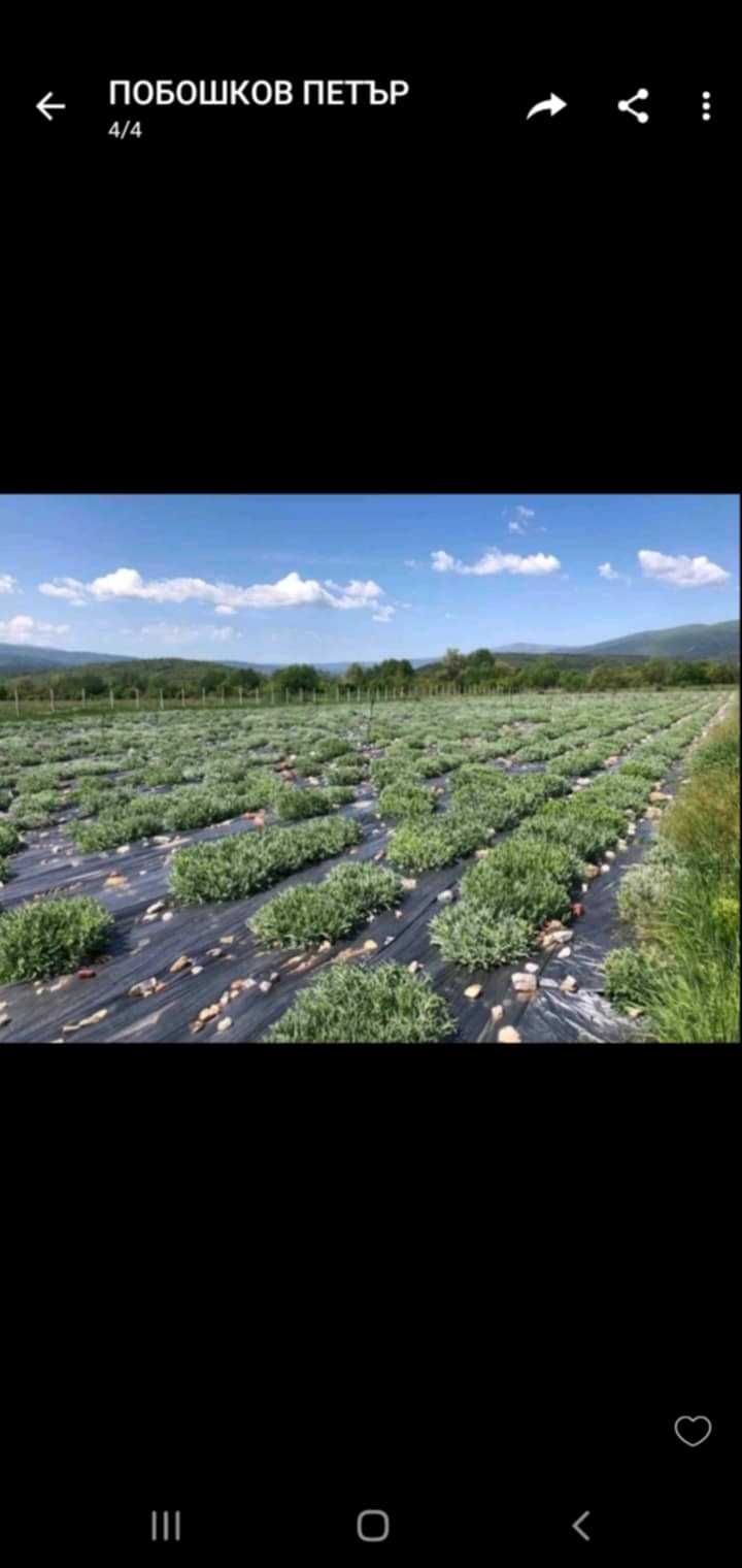 Мурсалски чай разсад