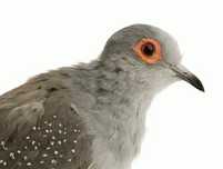 Turturica Diamant