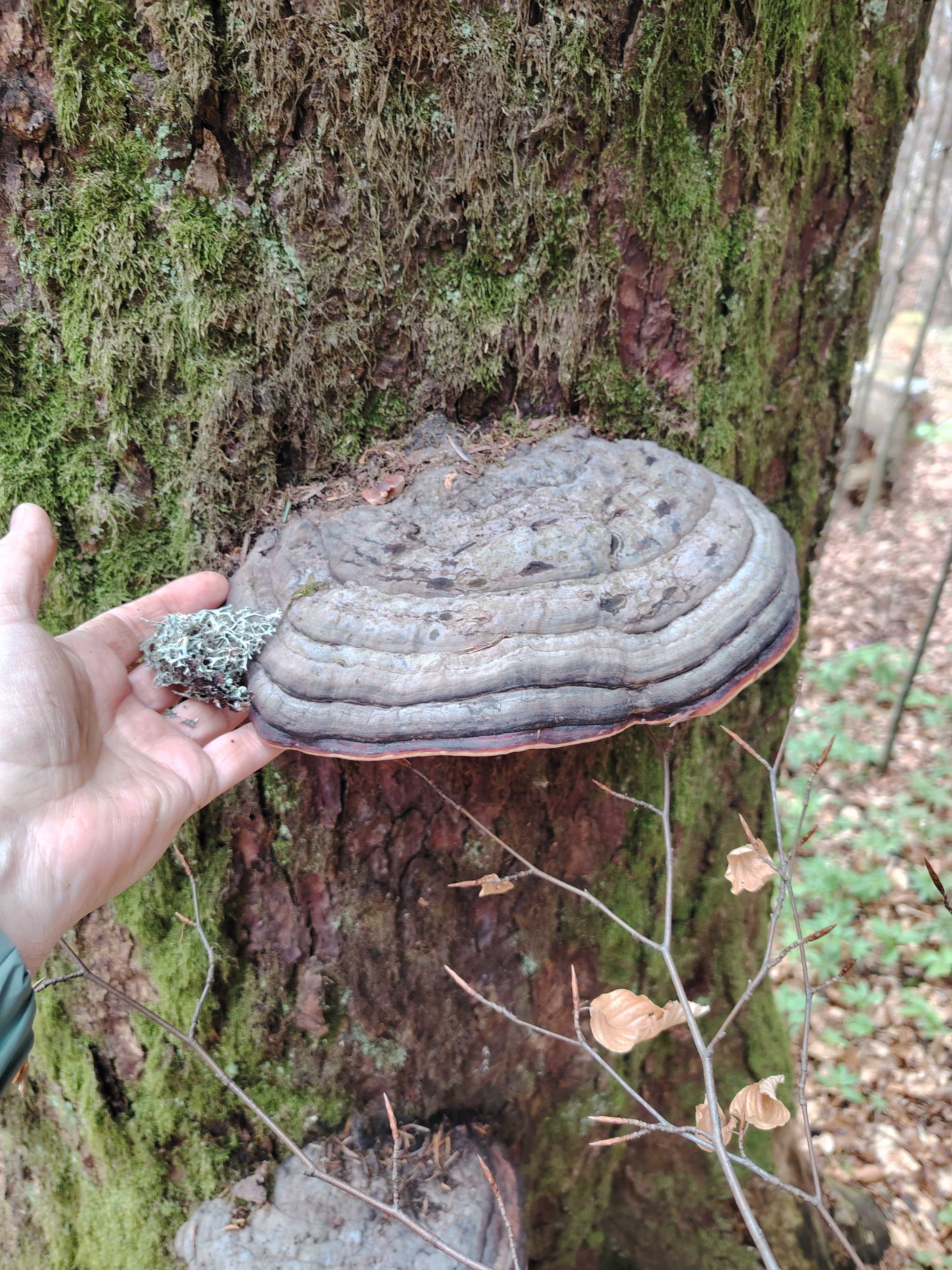 Ciuperci medicinale, FOMITOPSIS PINICOLA, bucati