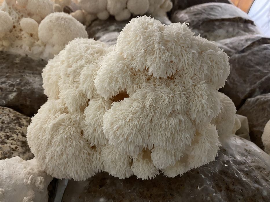 Concentrat din ciuperca Coama leului (Hericium erinaceus)
