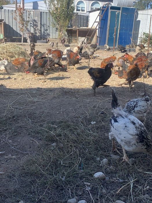 Продам цыплят разного возраста