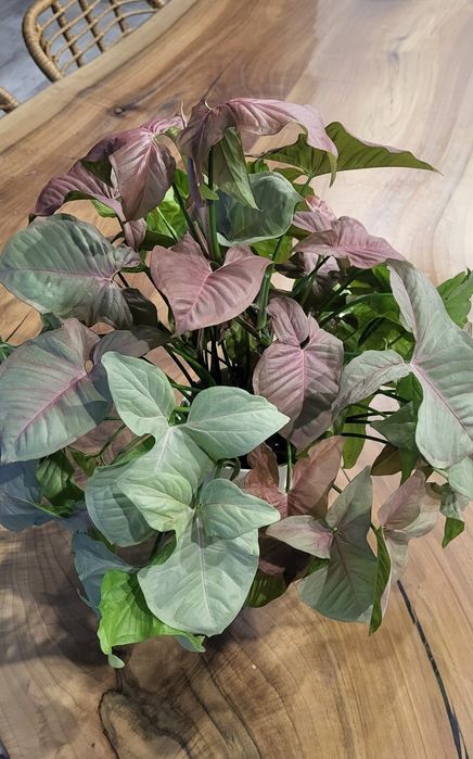 Сингониум розовый неон