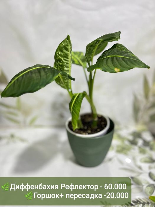 Замиокулькас, Аукуба Диффинбахия, Калатея и др