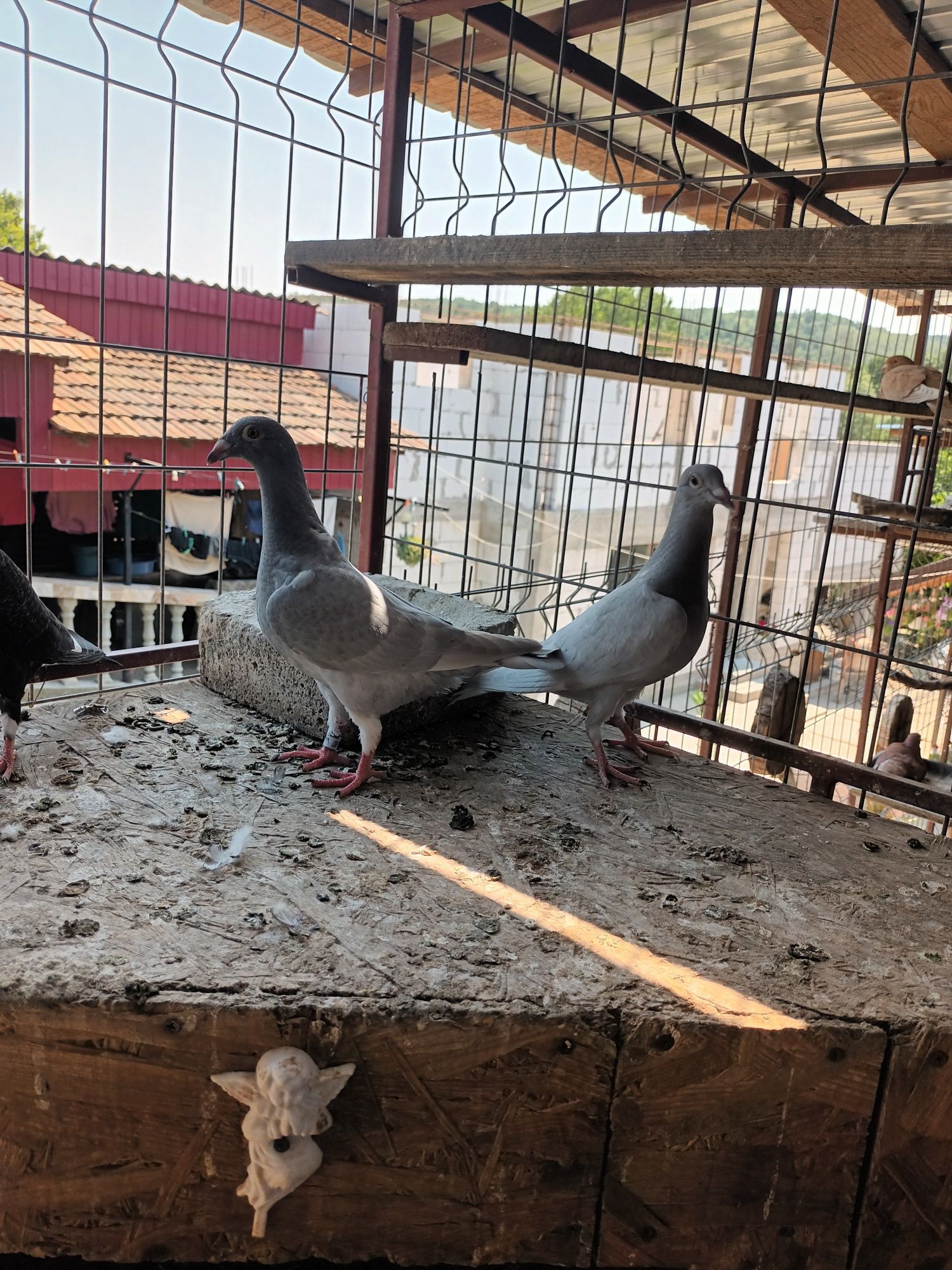 Porumbei voiajori tineret