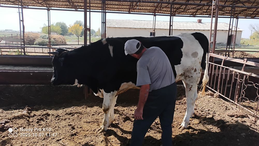 Тозза конли голштин Хугиз сотилади
