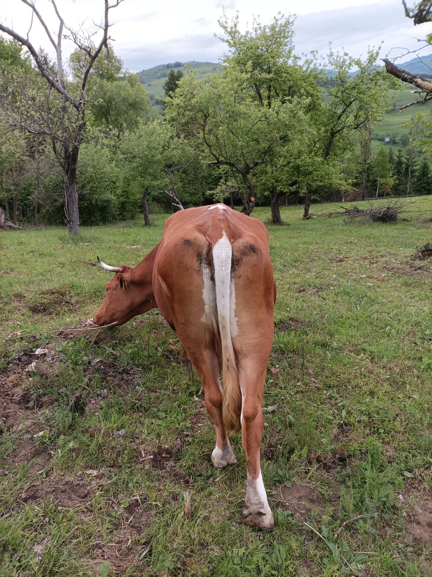Vând vaca bălțată