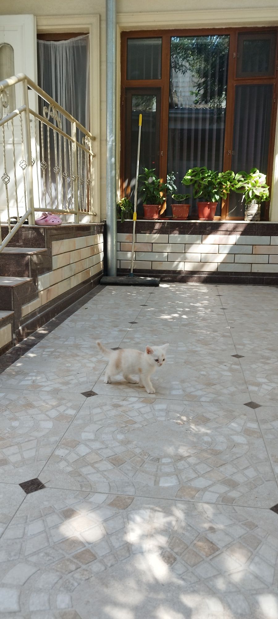 Котята Шотландский и Британские