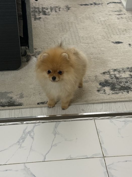 Померанский шпиц (крохотные девочки)