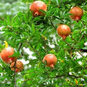 Pomi Fructiferi Exotici (Soiuri de Rodiu )