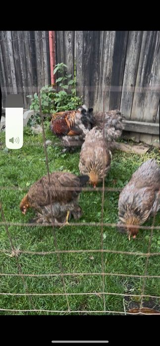 Găini brahma potârnichiu