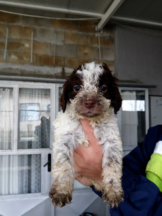 Продавам кучета логото