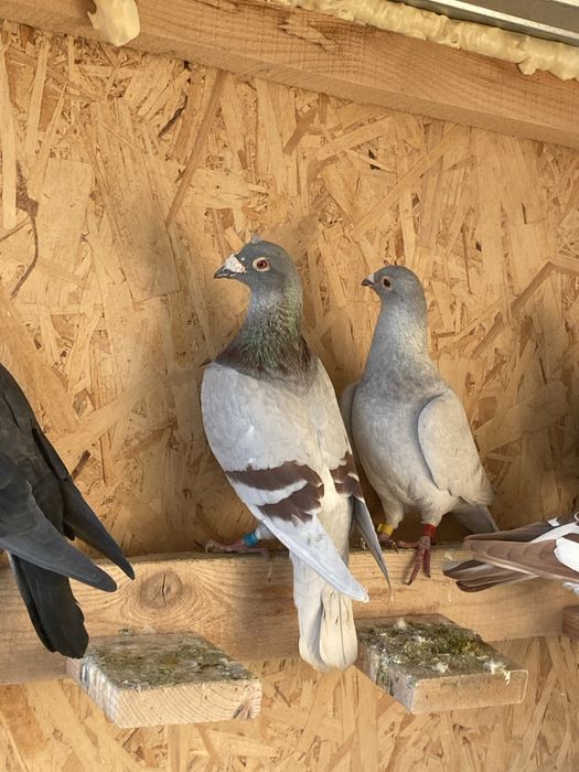 Vand sau schimb pe cereale