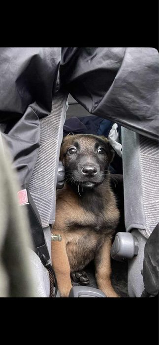 Белгийски овчарки (Малиноа] с поставена втора ваксина!
