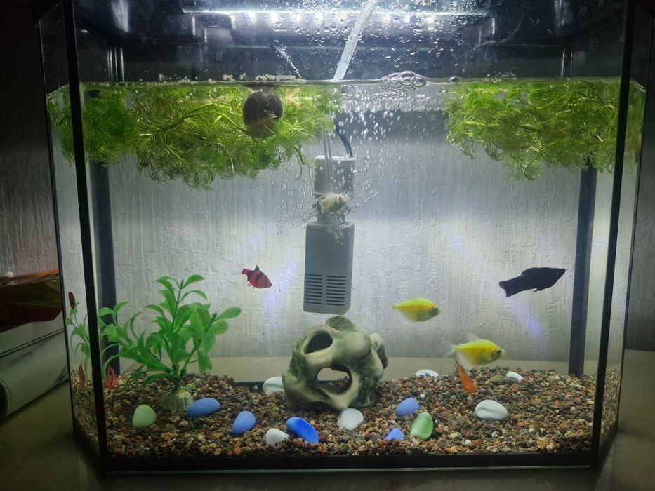 Аквариум 20 литр зоводской