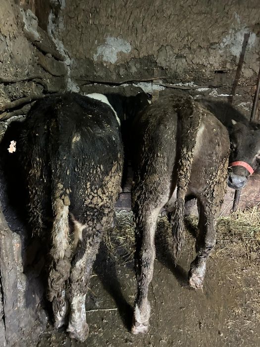 Vând 2 tauri și 2 vaci