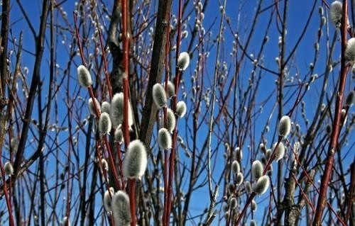Декаративни дарахтларни сотилади
