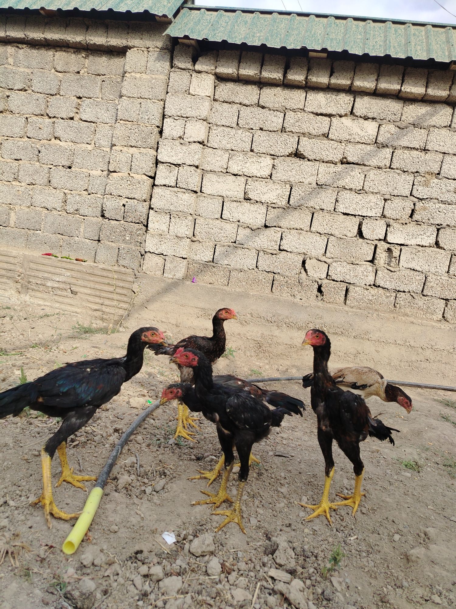 Dakan jo'jala sotiladi