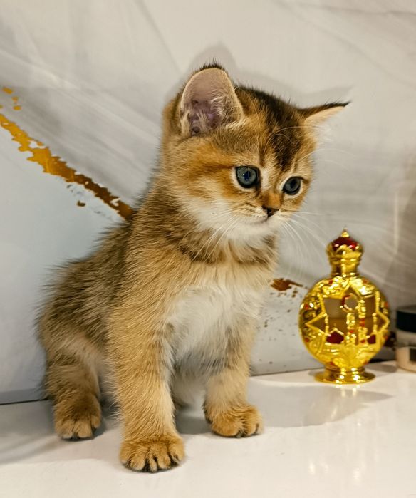 Шотландский котенок золотая шиншилла