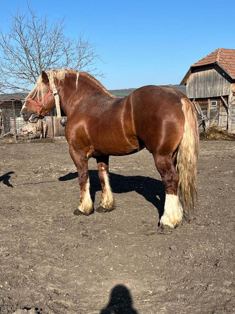 De vânzare 2 armăsarii !
