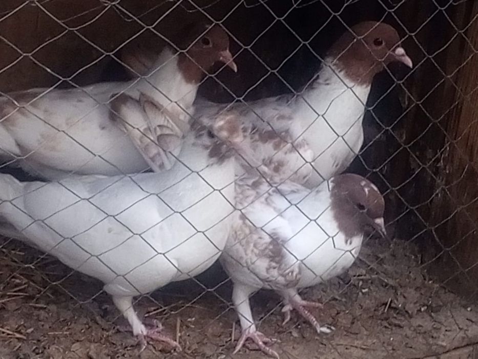 Высоколётные голуби