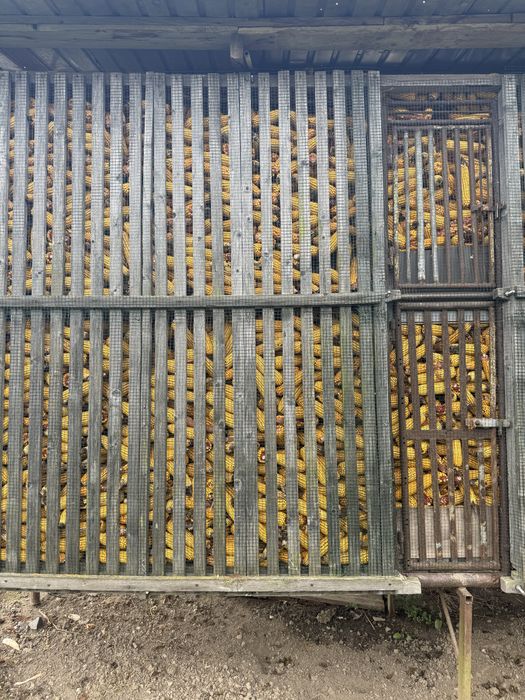 Vand porumb stiulete