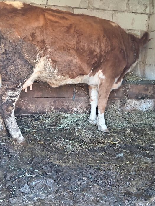 Vând vacă de 4 ani cu lapte