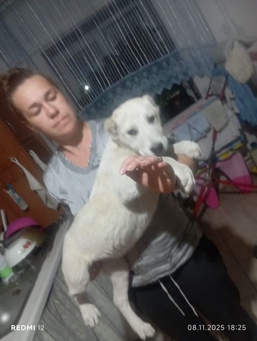 Алабай 3 месяца.