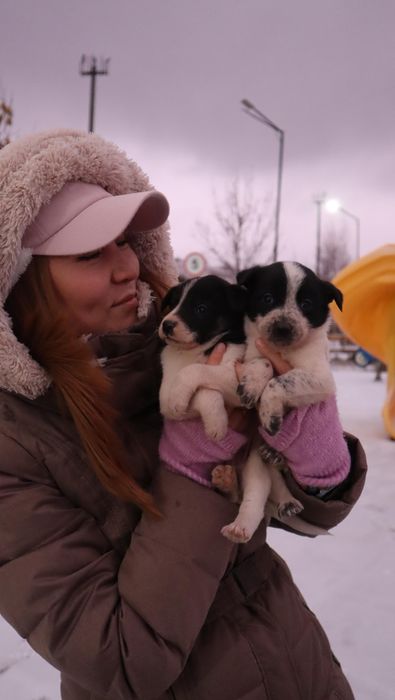Срочно! Отдадим щенят в добрые руки!