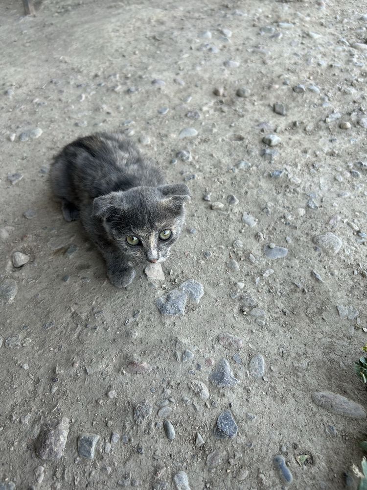 Котятя 2 мальчика и 1 девочка.