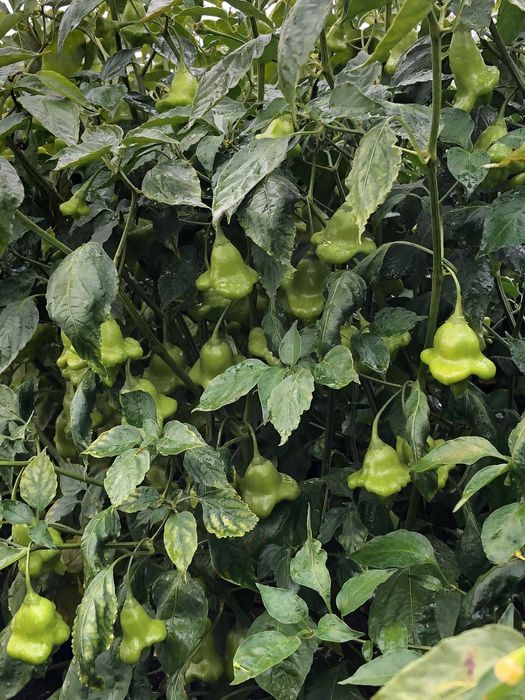 De vânzare ardei iute clopoțel