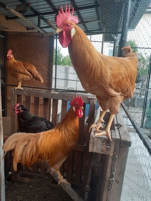 Vând cocos italian galben