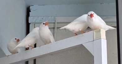 Zebrute Australiene, Perusi, canari, disponibili