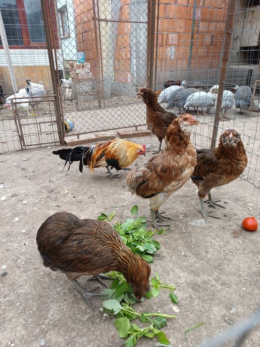 Puicuțe araucana