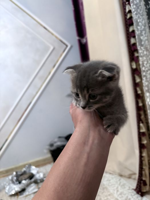 мысык сатылады