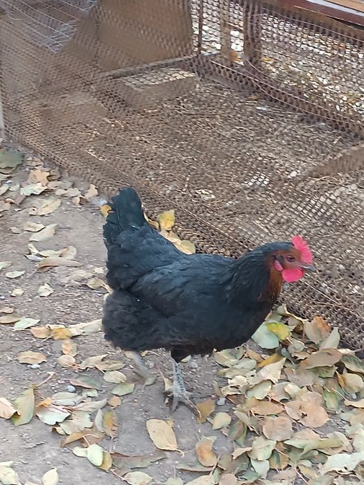 Қара үй тауықтары сатылады