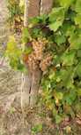 Struguri de vin vrancea