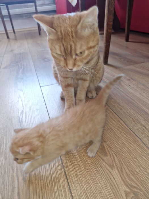 Отдам котёнка к лотку приучен