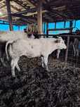 Vând Viței fiecare bucata 320kg- Sălsig