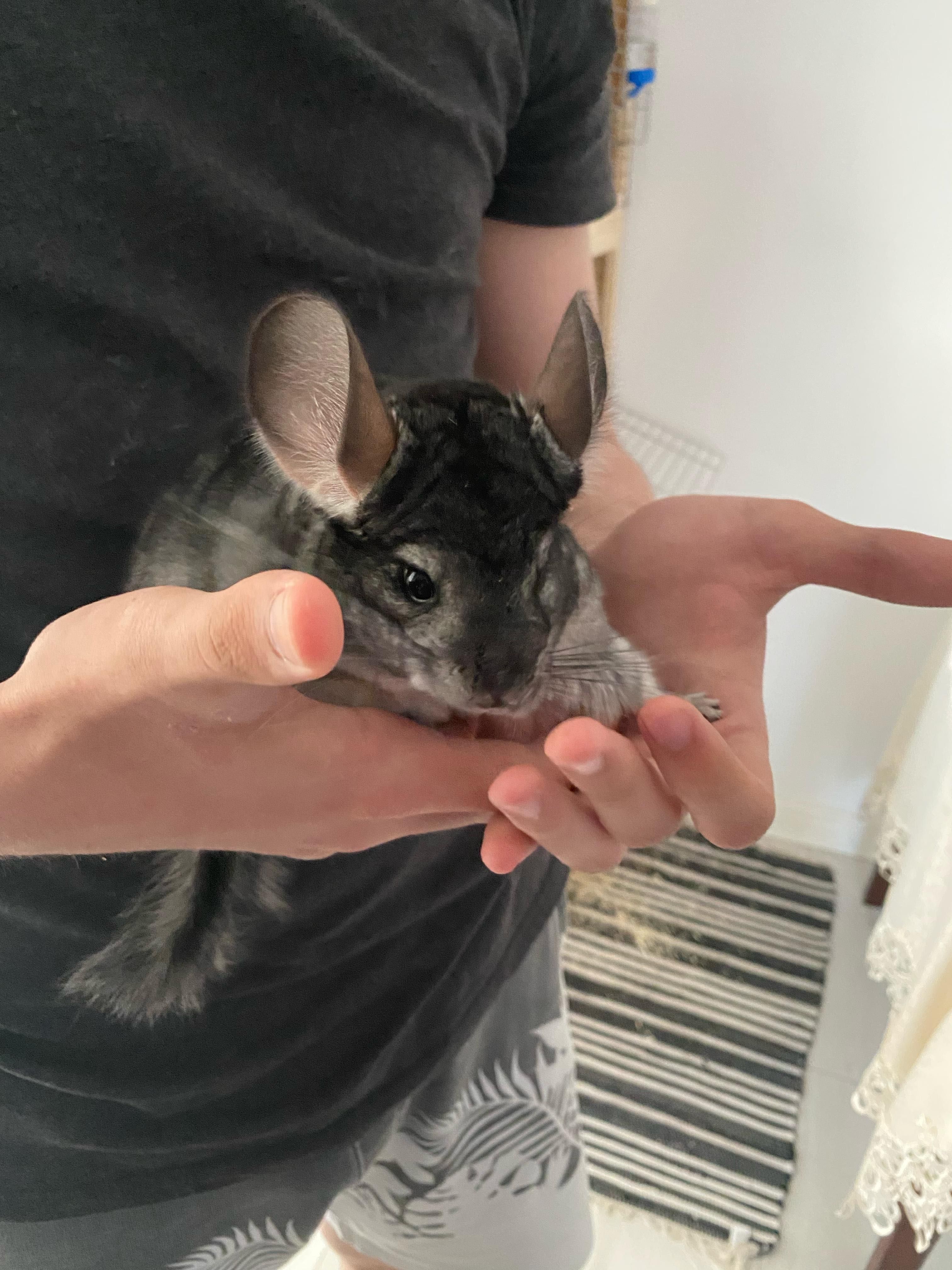 Vând doi masculi Chinchilla