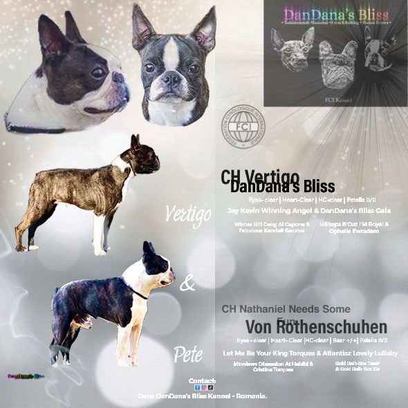 Boston terrier cu pedigree - fetita