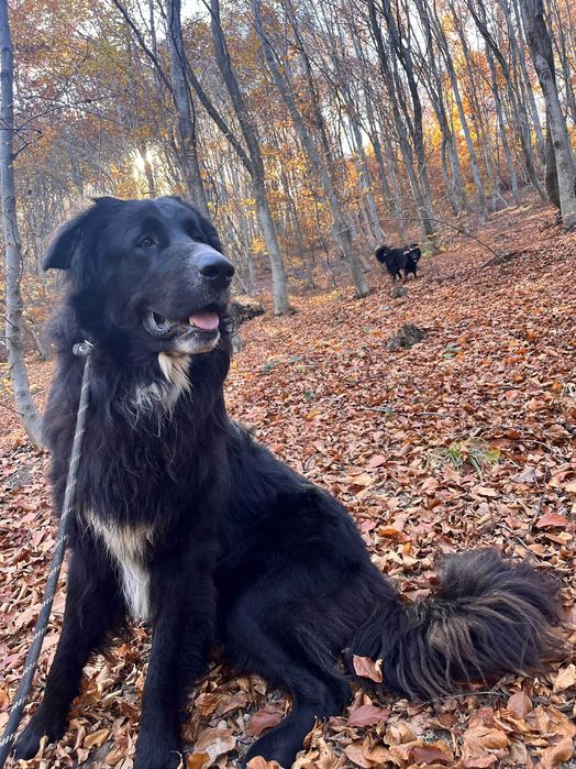 pui de ciobanesc corb