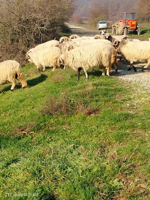 Oi fatatatoare si stramioare