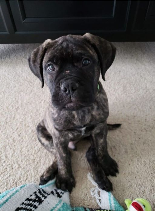 Presa Canario Băiat