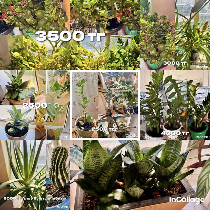 Домашние цветы, Үй гүлдері,гул