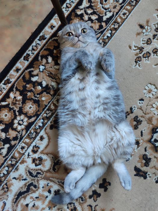 Кот породы скоттиш фолд